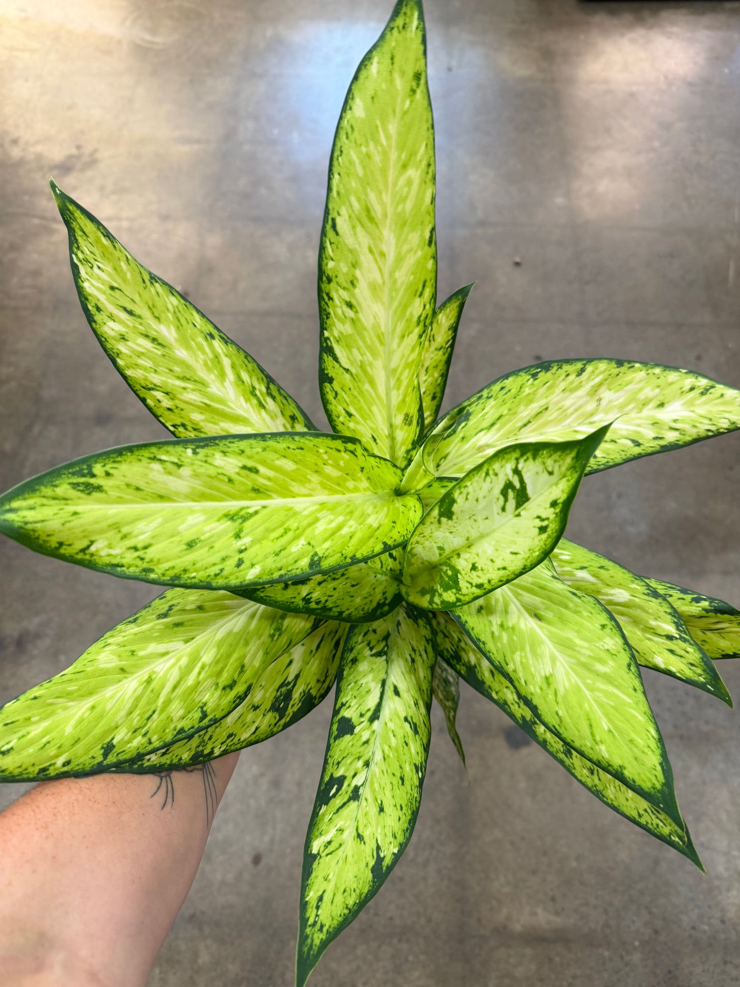 Dieffenbachia Starbright