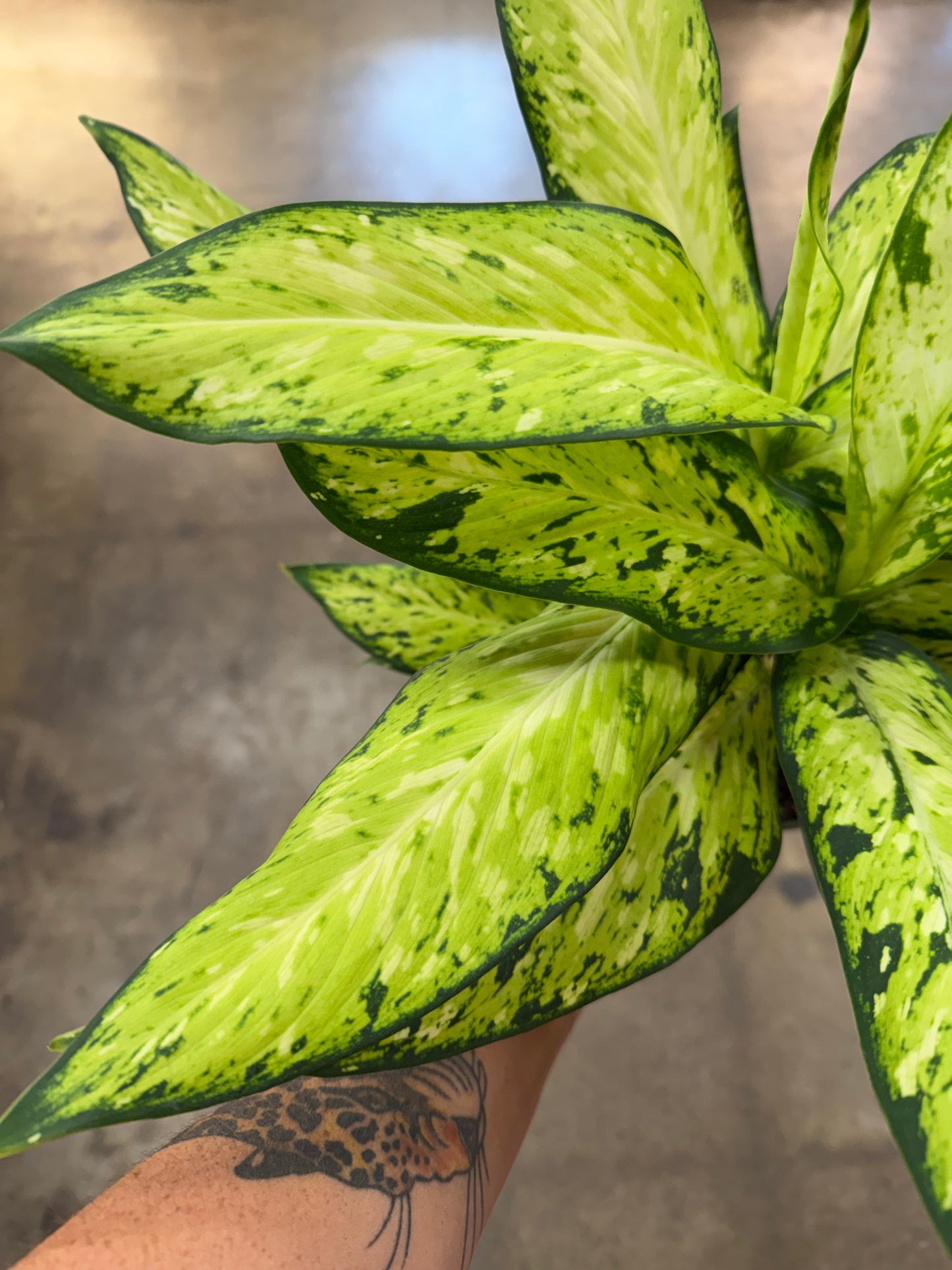Dieffenbachia Starbright