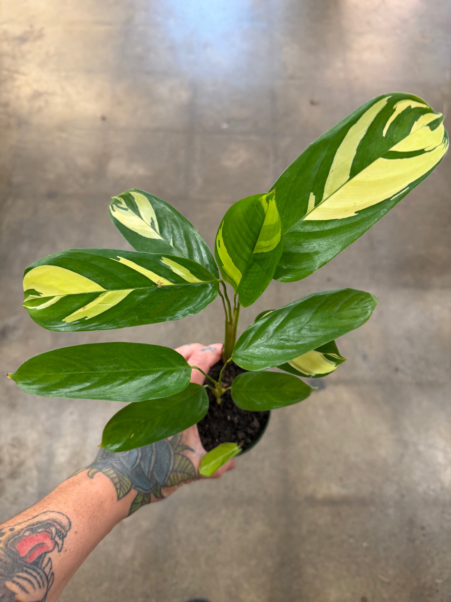 Calathea Pilosa