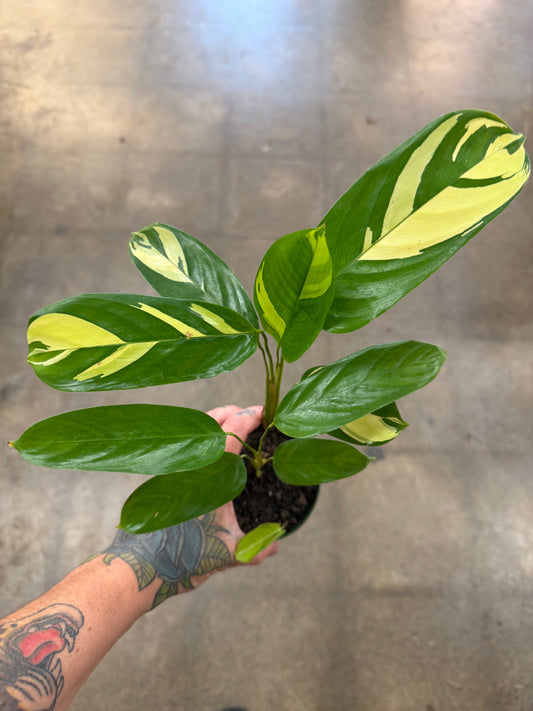 Calathea Pilosa