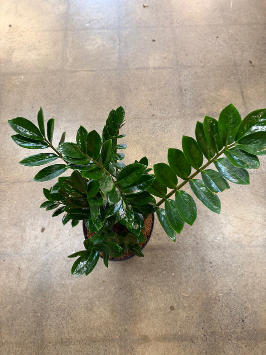 Zamioculcas Zamiifolia