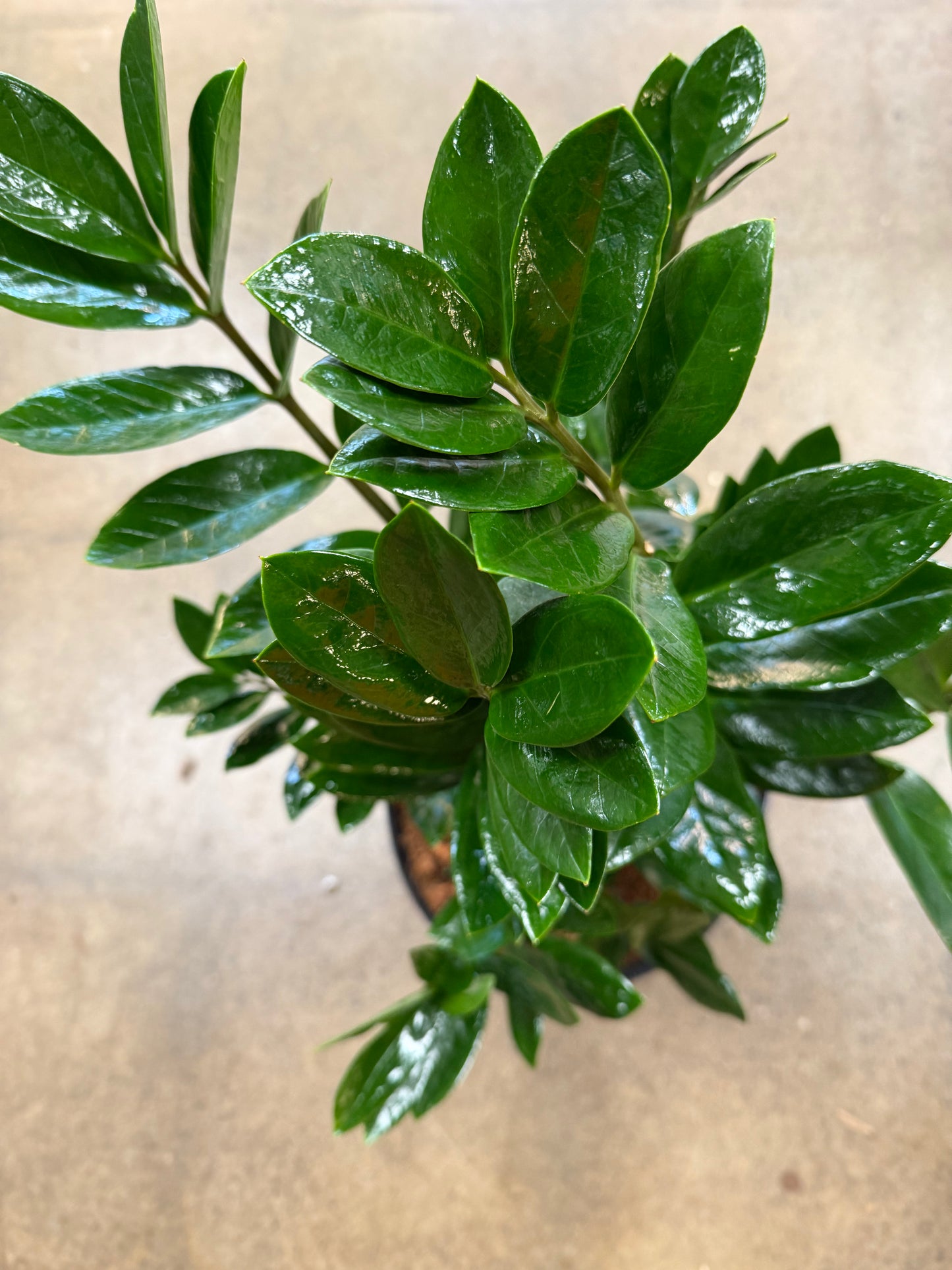 Zamioculcas Zamiifolia