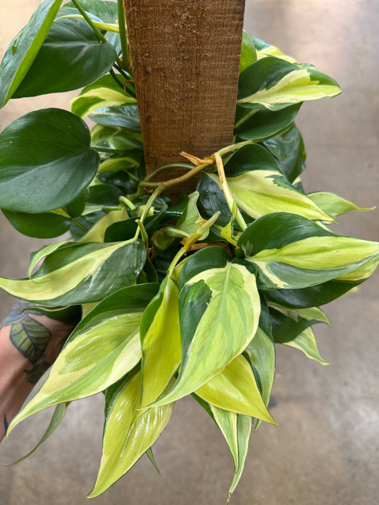 Philodendron Silver Stripe sur bois