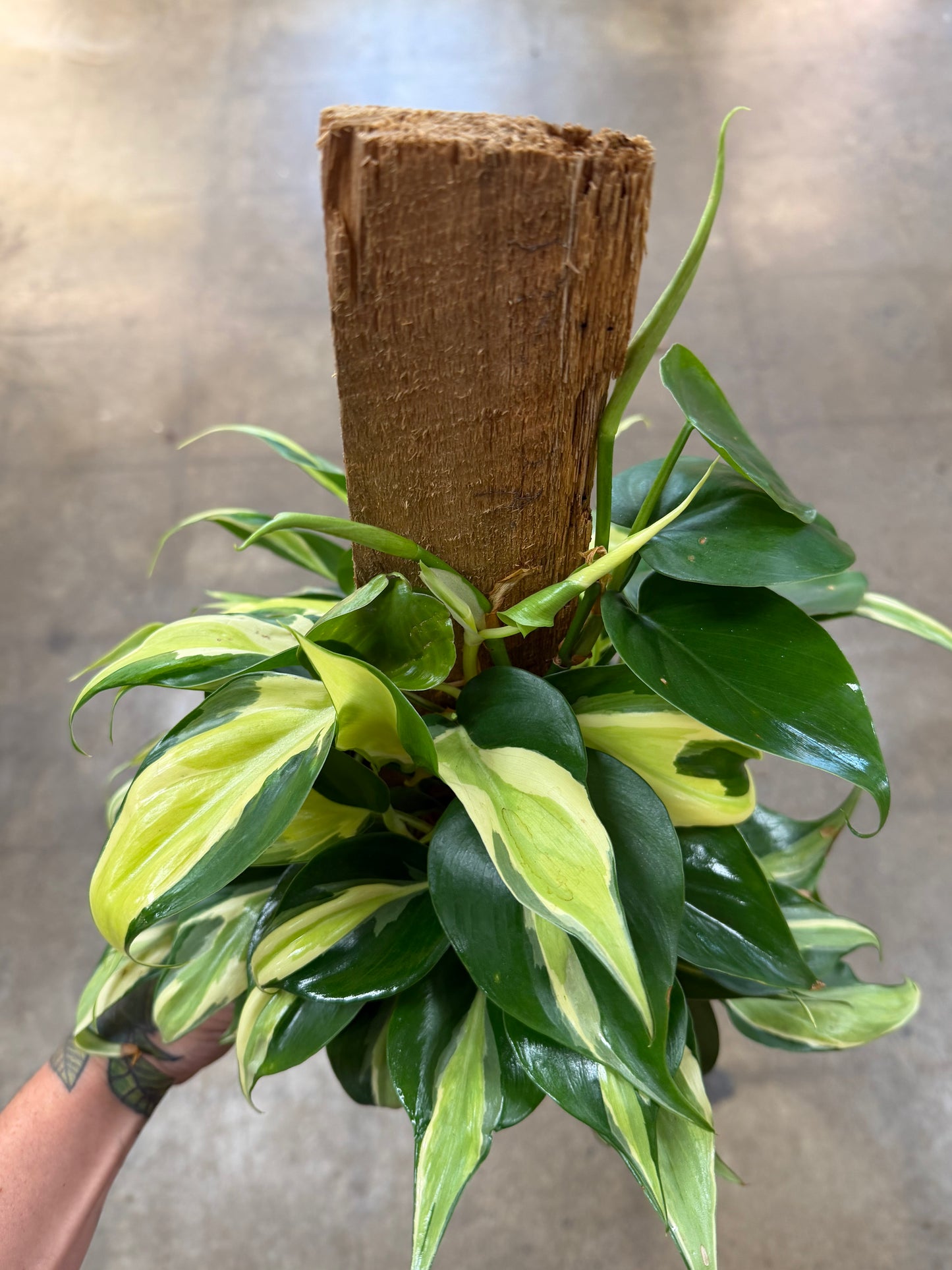 Philodendron Silver Stripe sur bois
