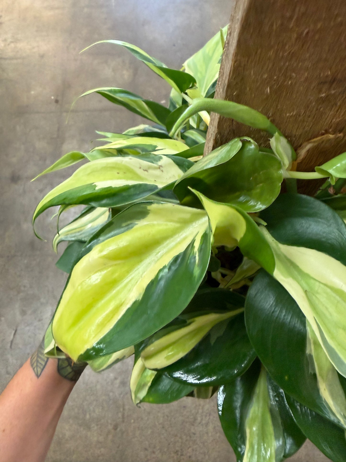 Philodendron Silver Stripe sur bois