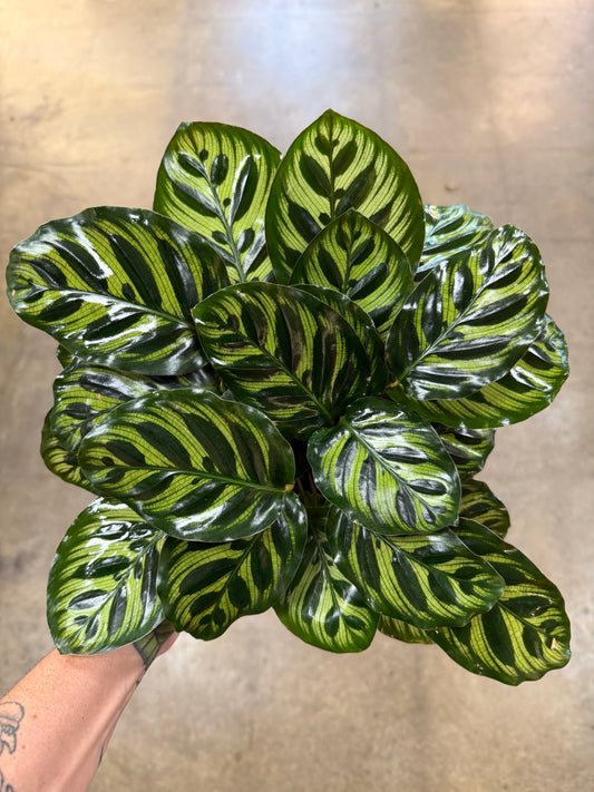 Calathea Makoyana