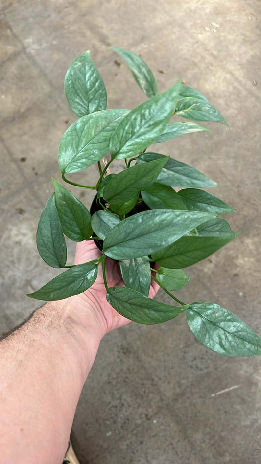 Epipremnum Cebu Blue