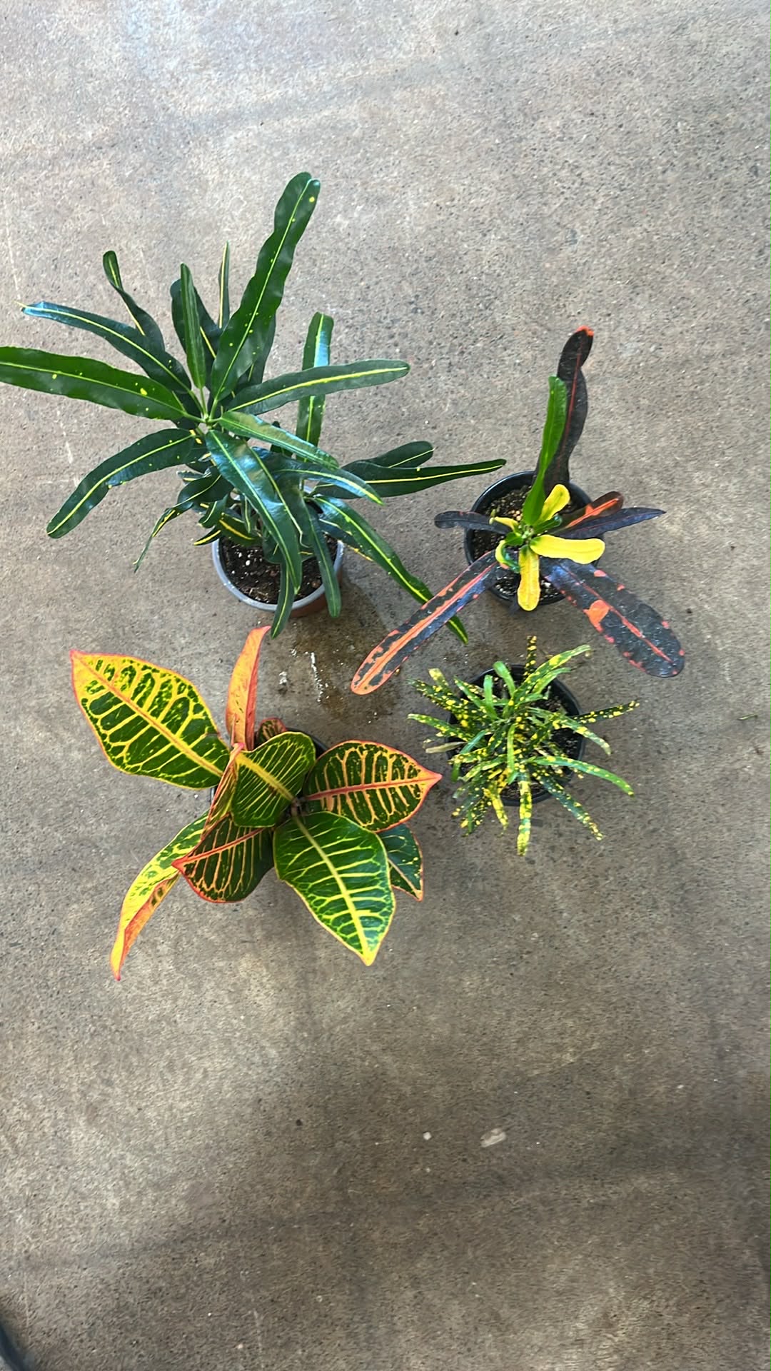 Croton Asst.