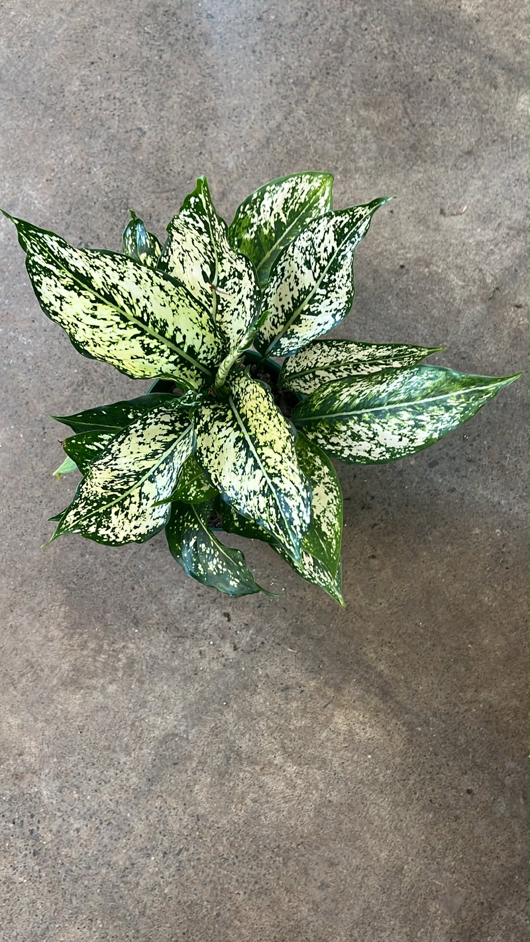 Aglaonema Wintry Winehouse