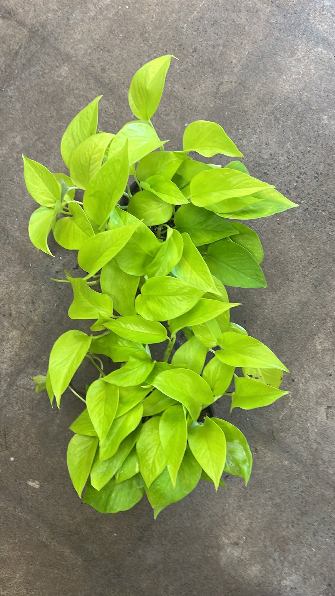 Pothos Néon