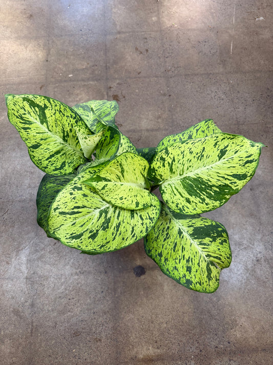 Dieffenbachia Mars