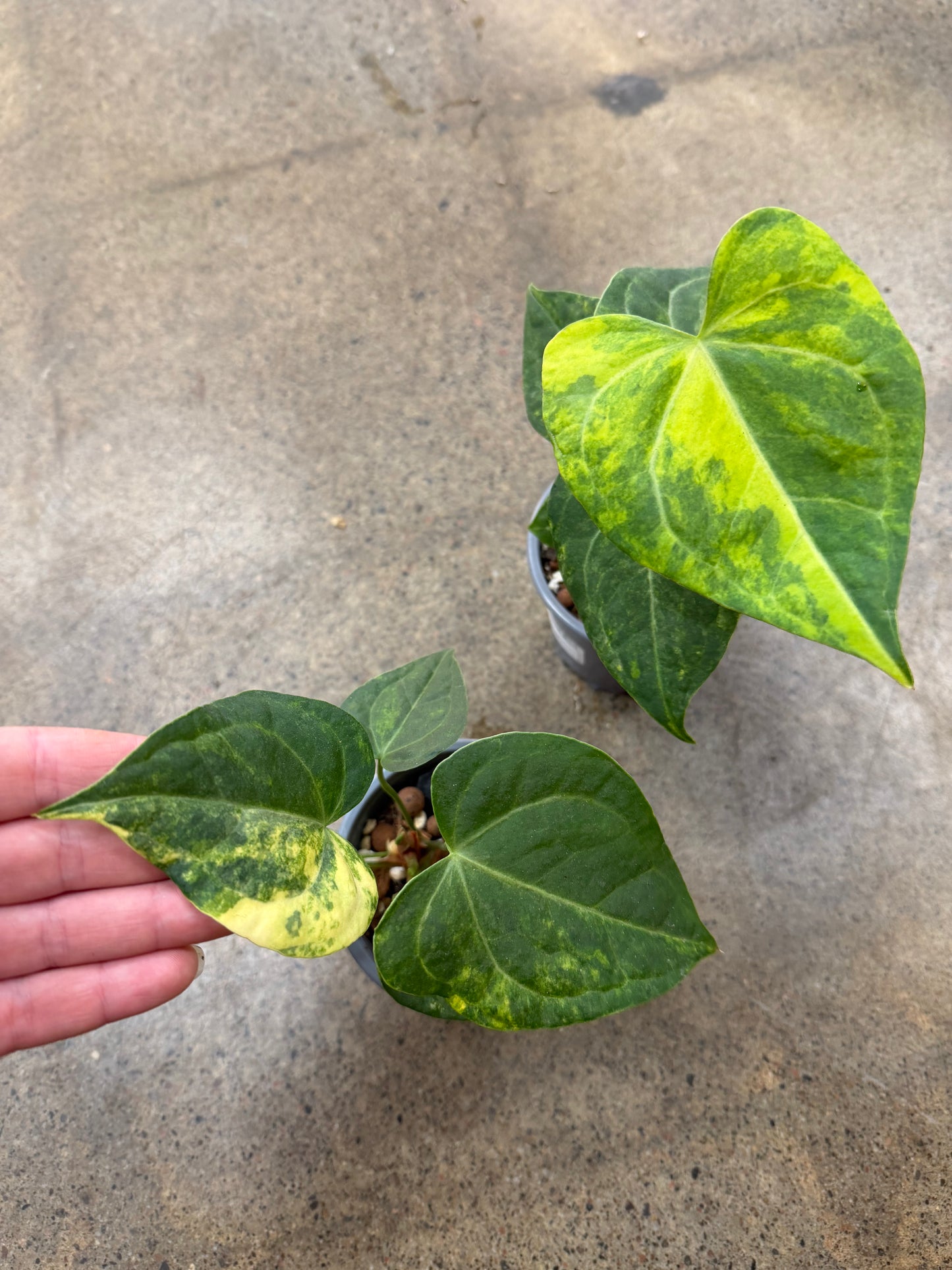 Anthurium Clarinervium Variegated