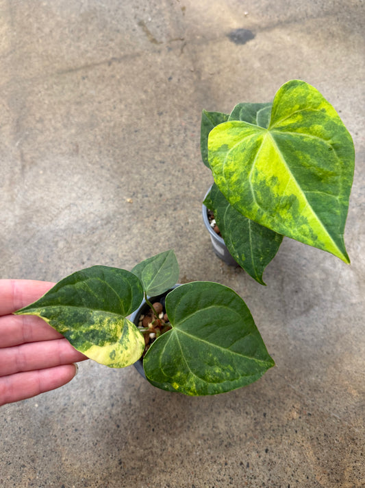 Anthurium Clarinervium Variegated