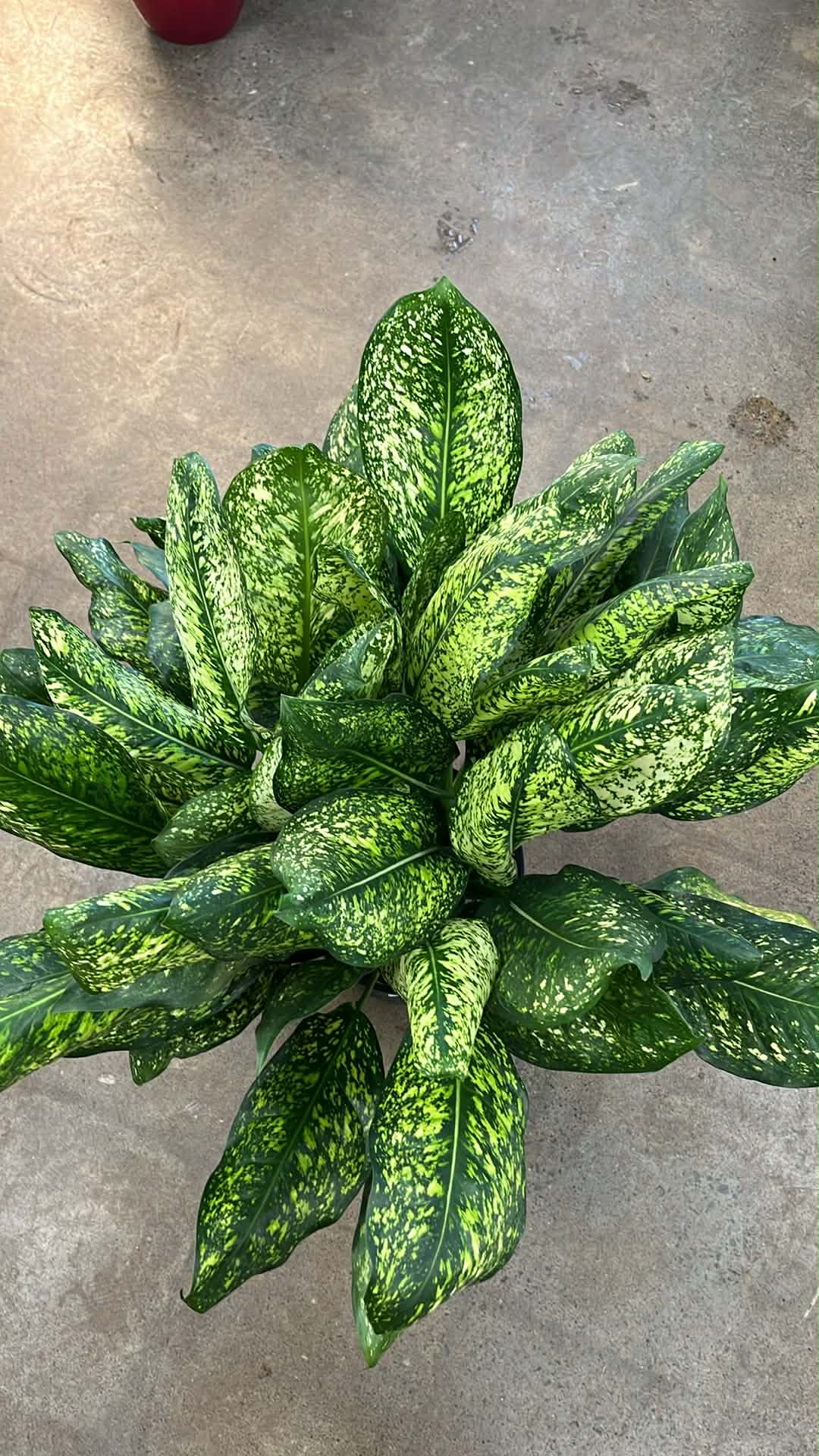 Aglaonema Lumina