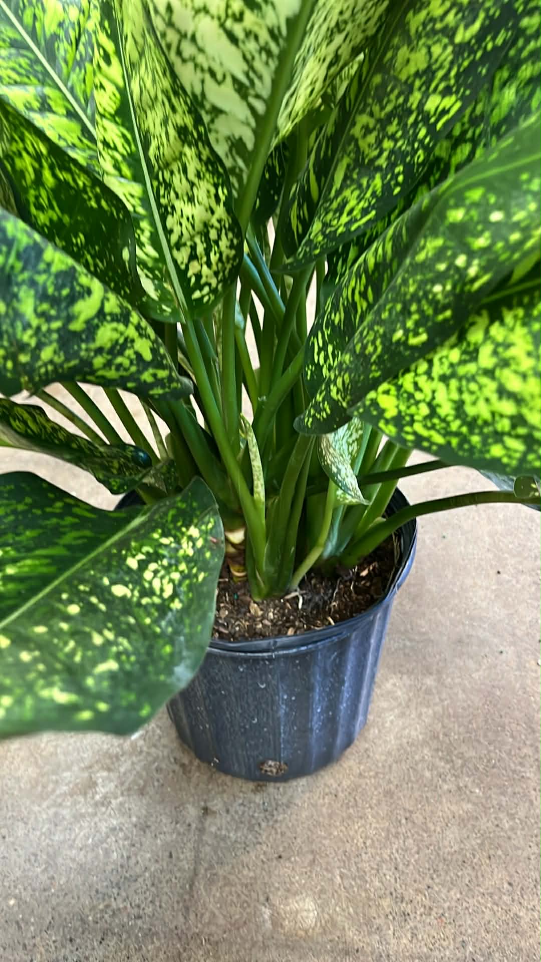 Aglaonema Lumina