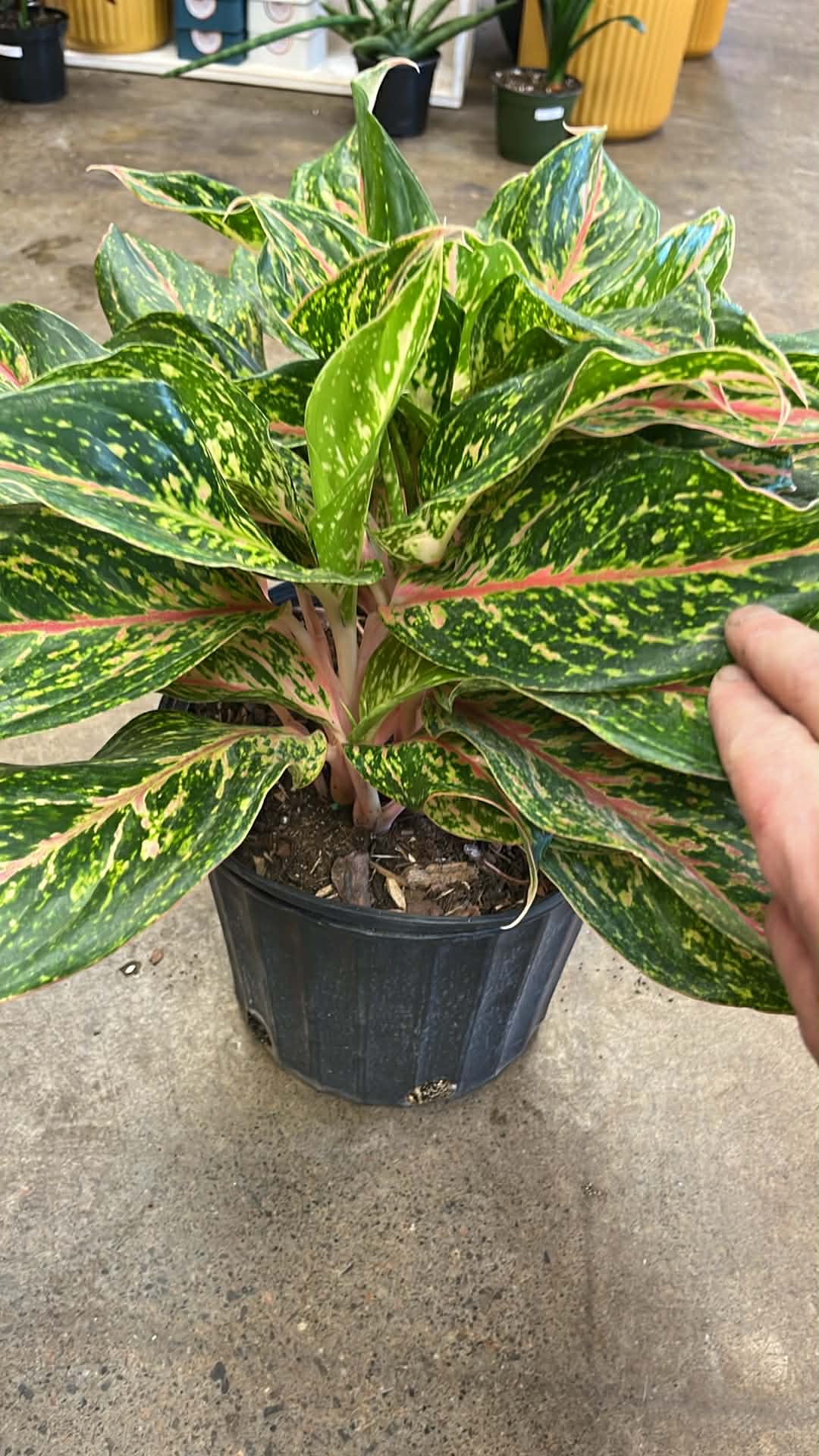 Aglaonema Sparkling Sarah