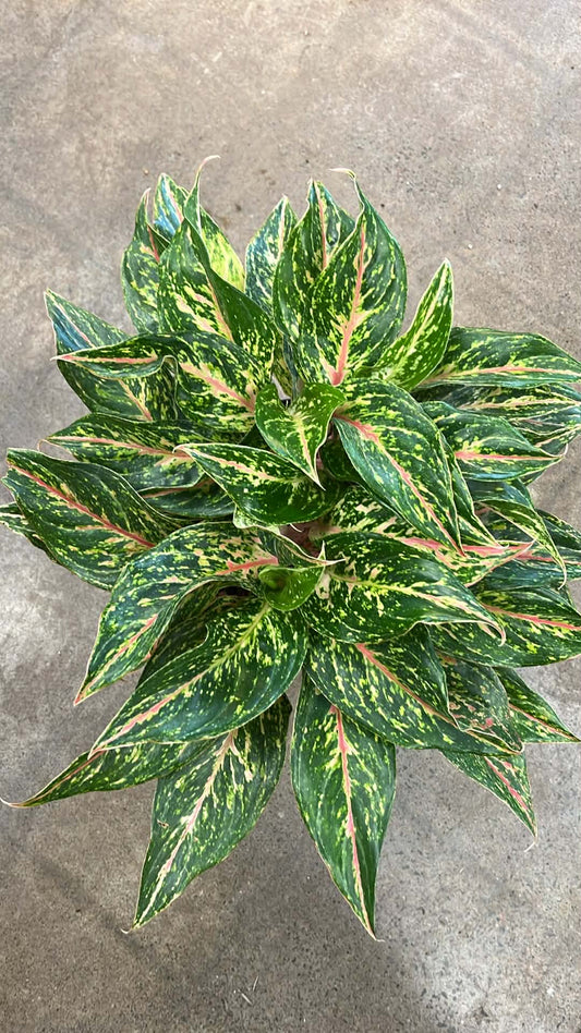 Aglaonema Sparkling Sarah