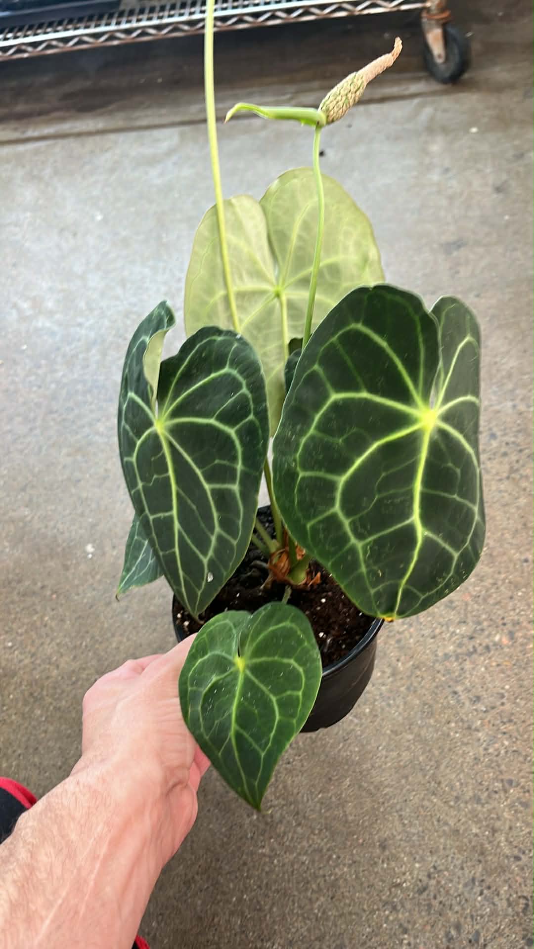 Anthurium Crystallinum