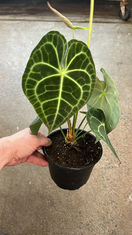 Anthurium Crystallinum