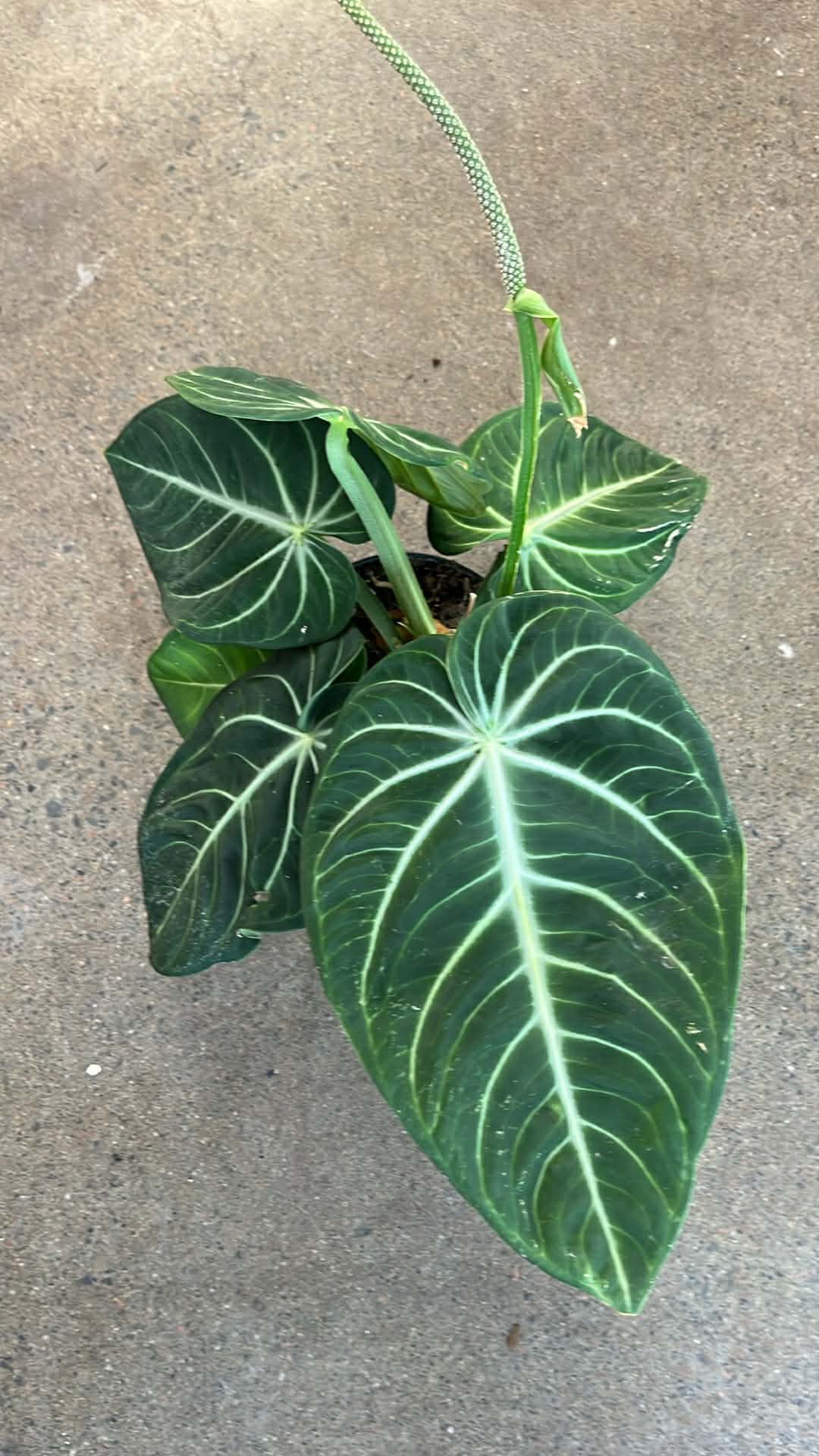 Anthurium Villenaorum Croat