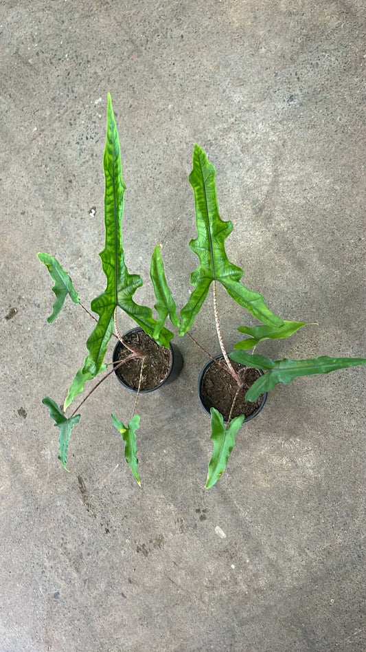 Alocasia Sabrina
