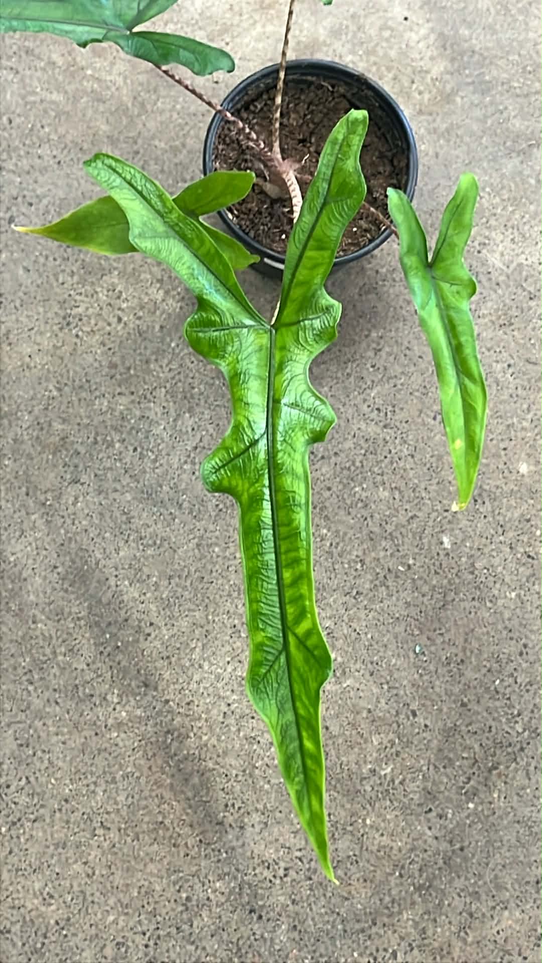 Alocasia Sabrina