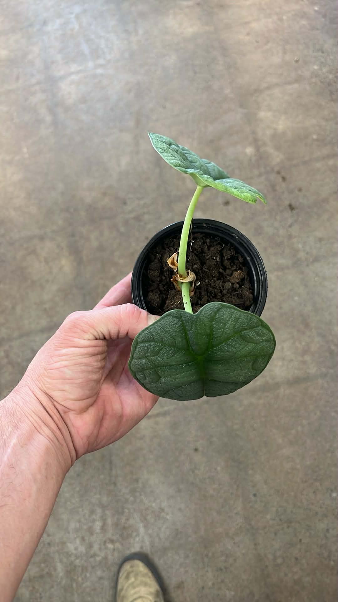 Alocasia Melo