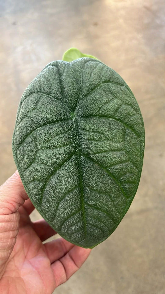 Alocasia Melo