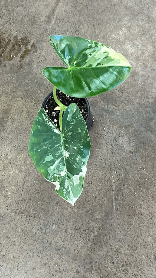 Alocasia Appaloosa Gold Variegated