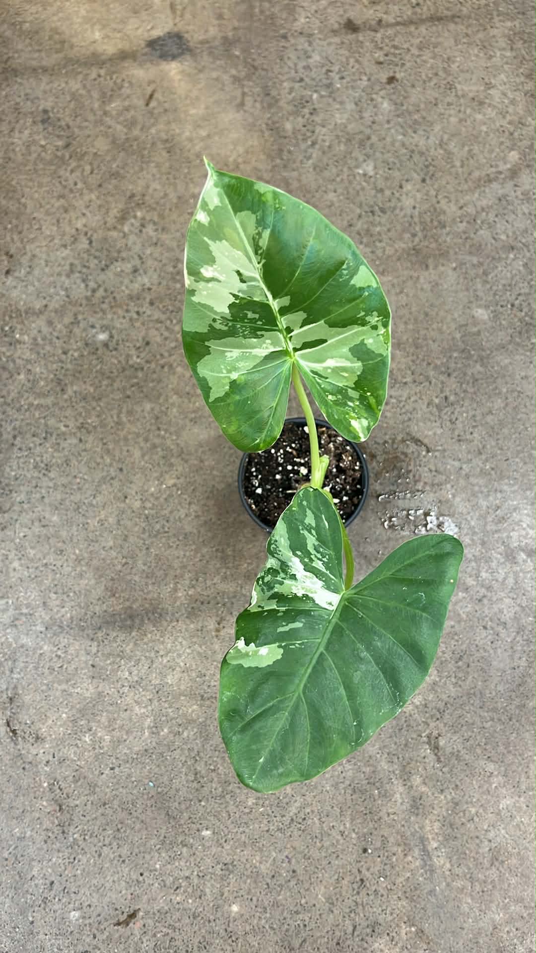 Alocasia Appaloosa Gold Variegated