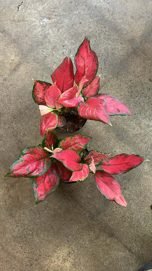 Aglaonema Rich Red