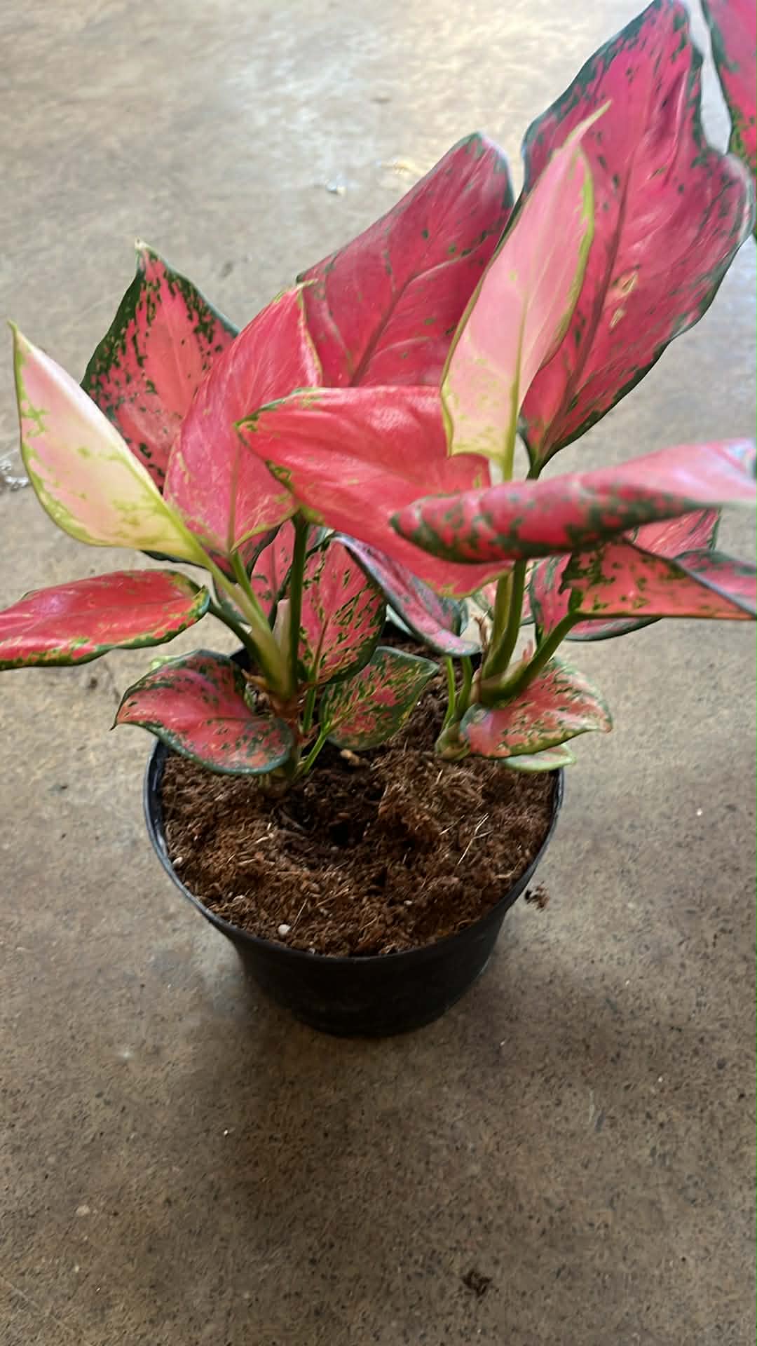 Aglaonema Rich Red