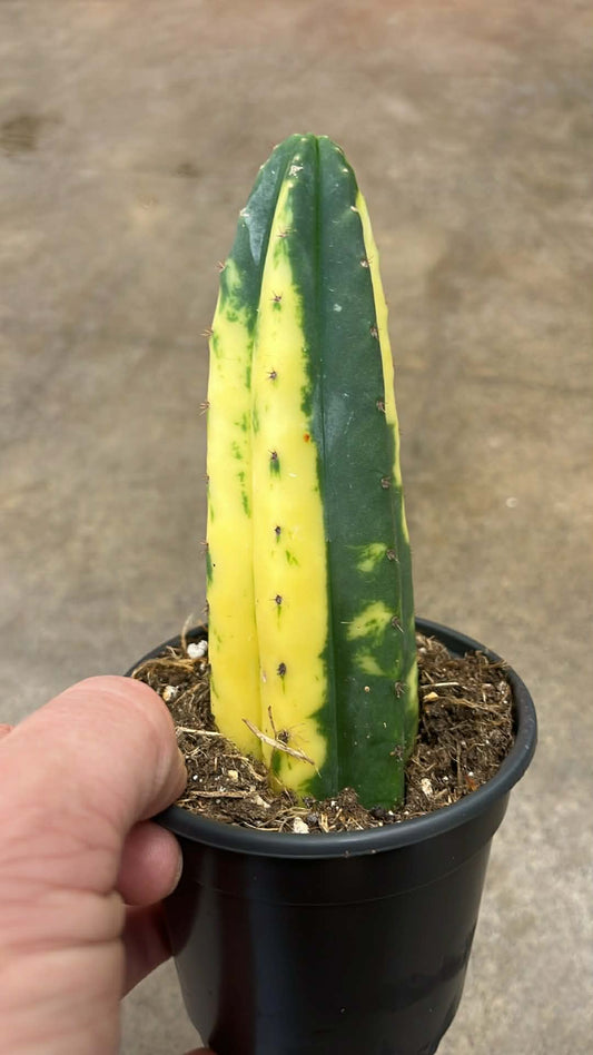 Cactus San Pedro Variegated