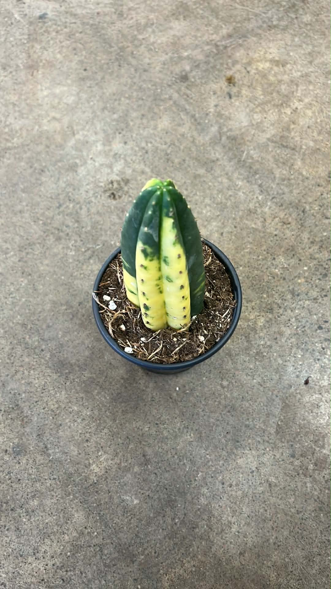 Cactus San Pedro Variegated
