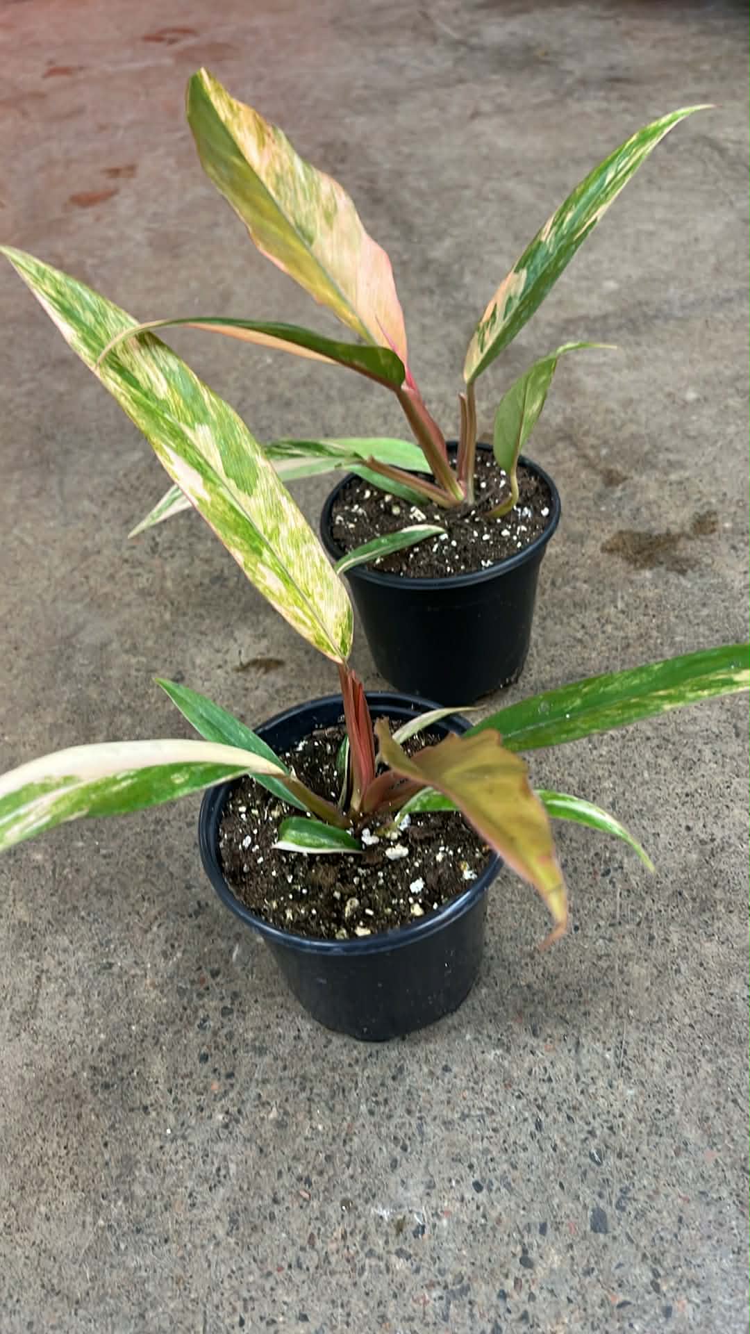 Philodendron Caramel Marble Variegated