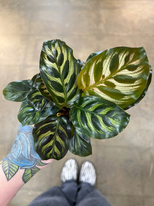 Calathea Makoyana