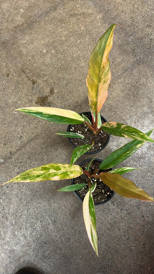 Philodendron Caramel Marble Variegated