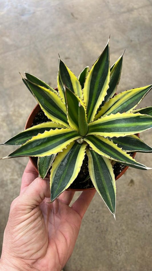 Agave Quadricolor