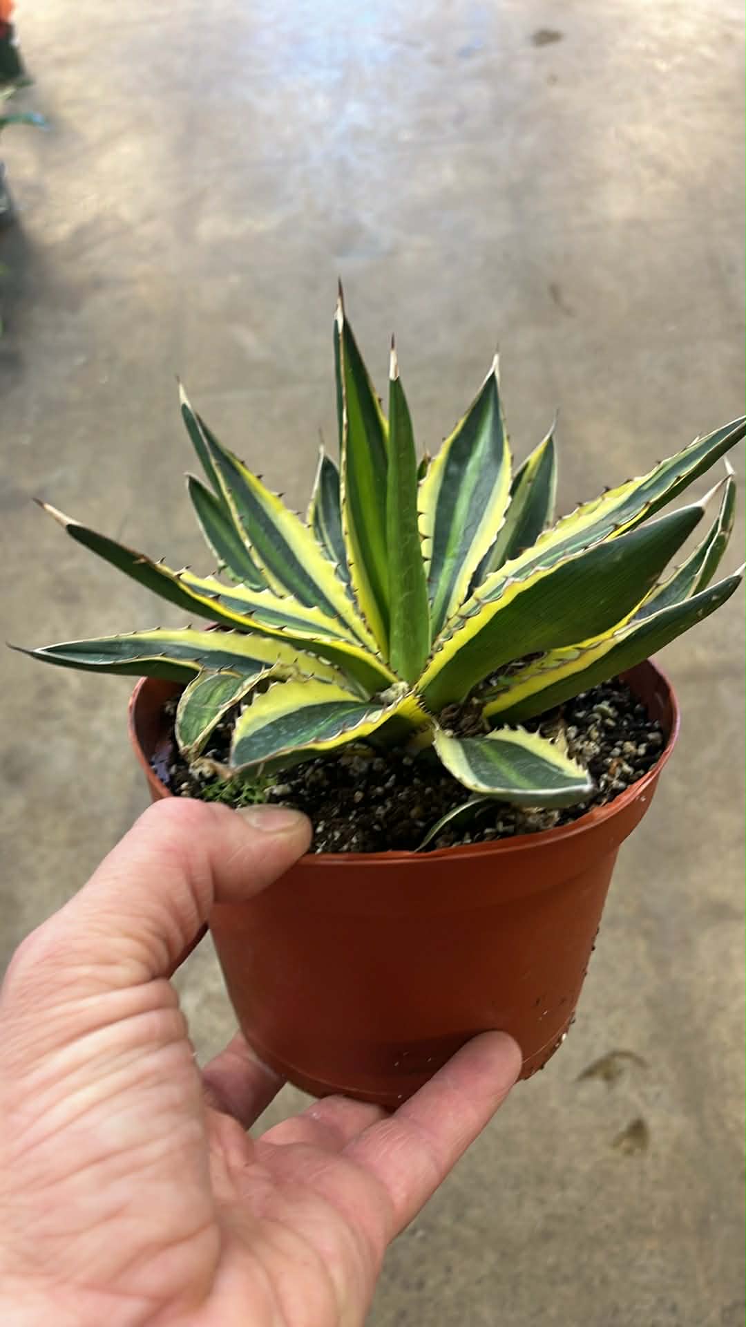 Agave Quadricolor