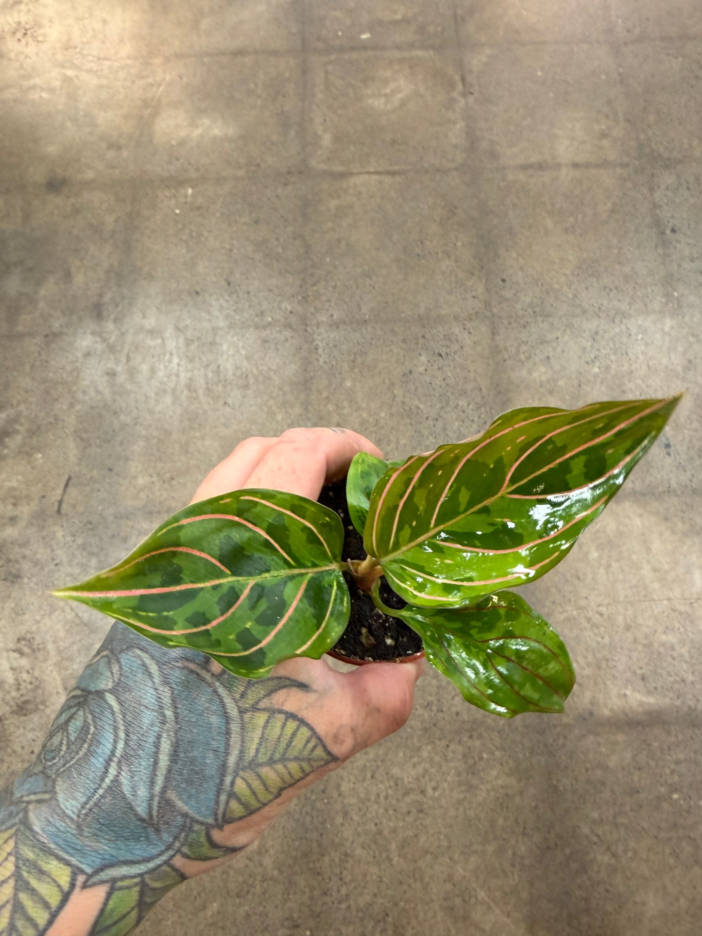 Aglaonema Red Army