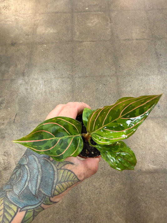 Aglaonema Red Army