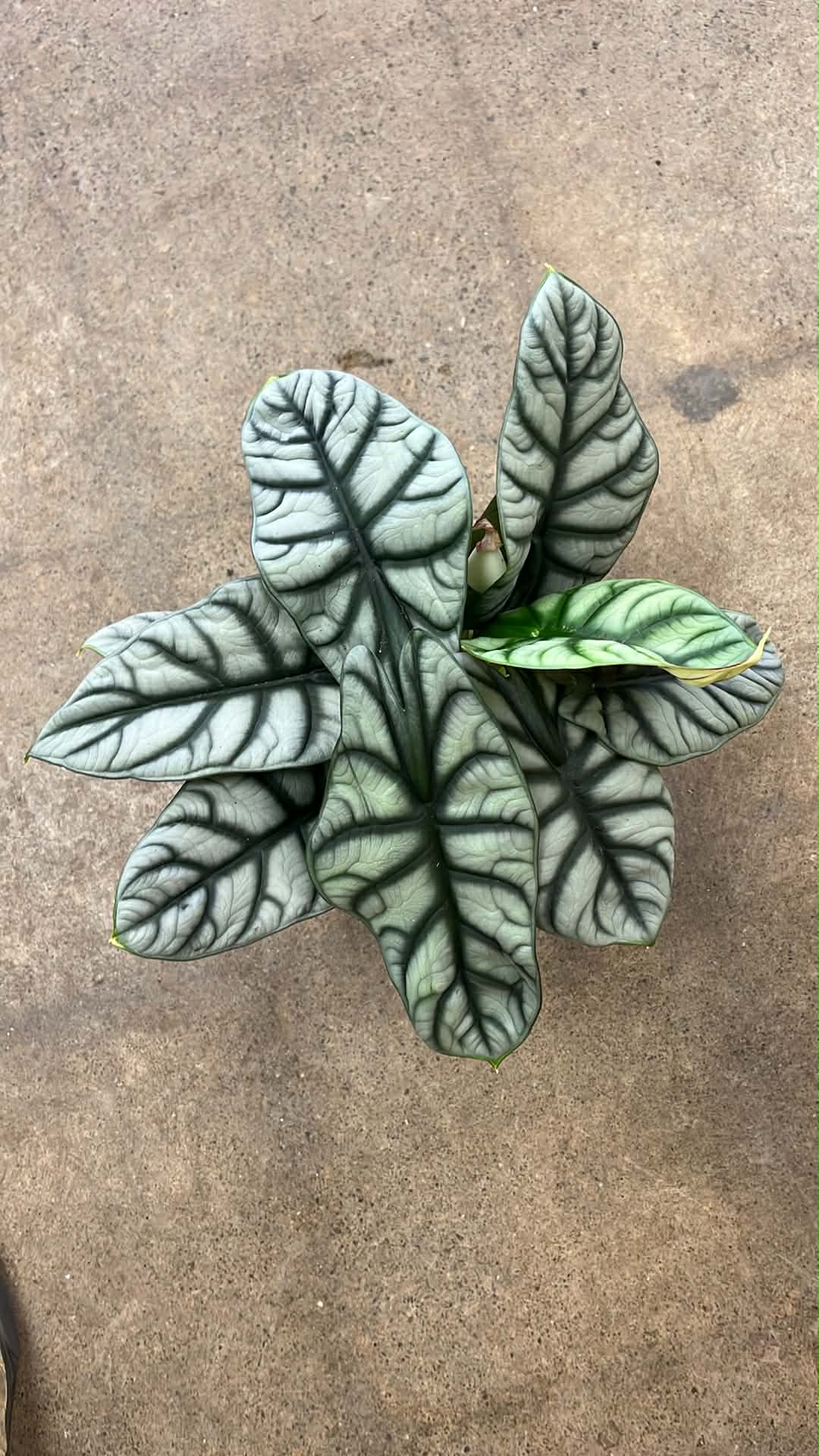 Alocasia Silver Dragon