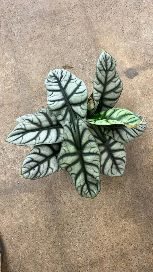 Alocasia Silver Dragon