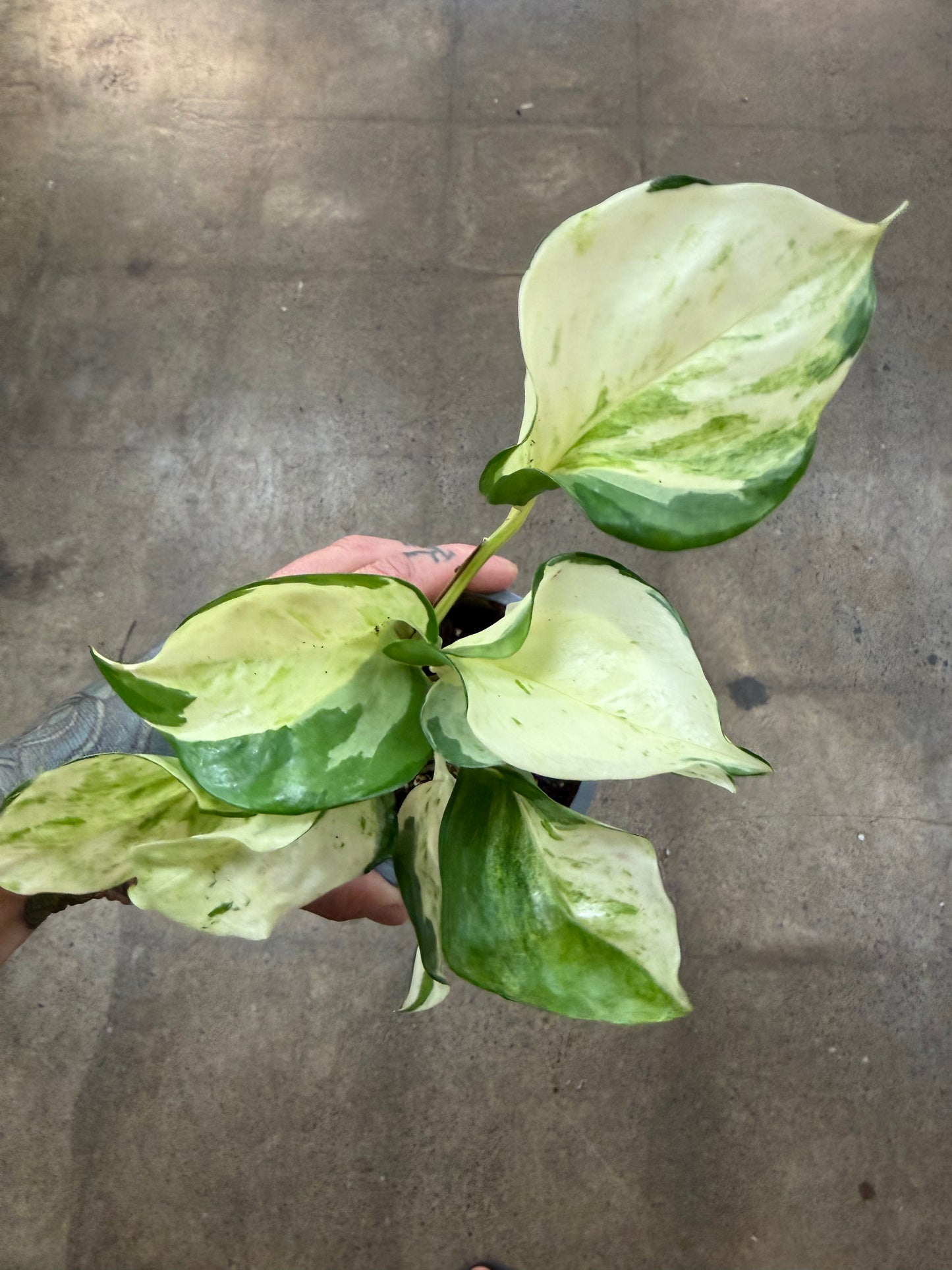 Pothos Manjula