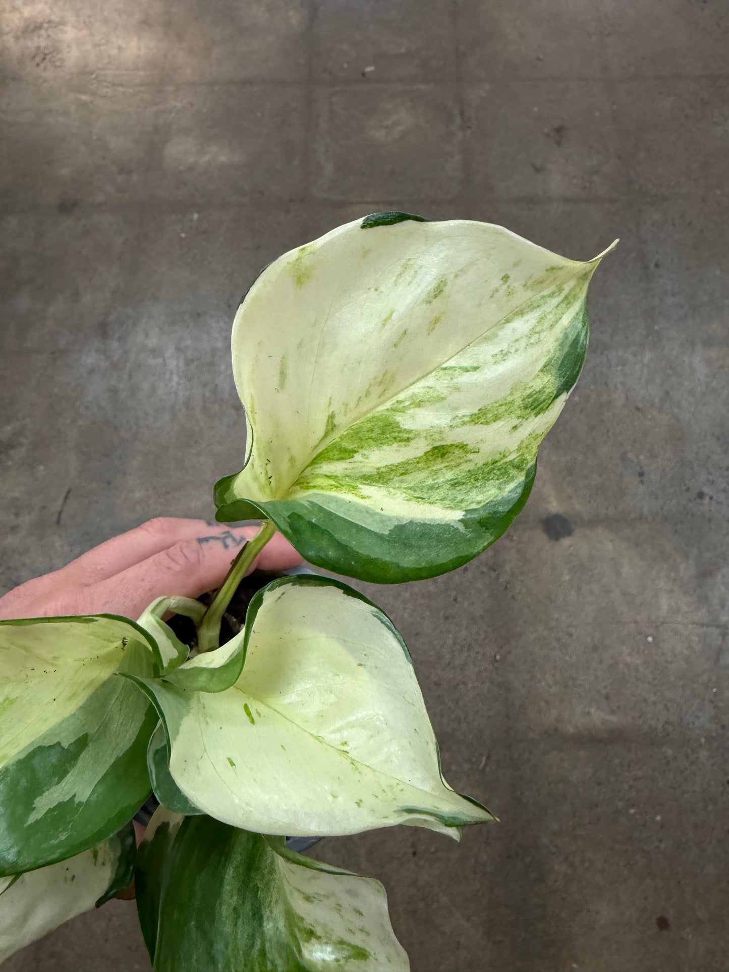 Pothos Manjula