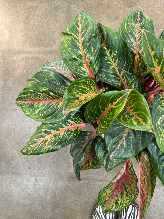 Aglaonema Garnet Coltrane