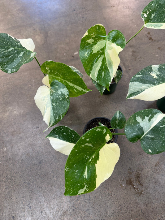 Monstera Thai Constellation