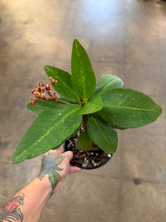Euphorbia Milii Thai Hybrid