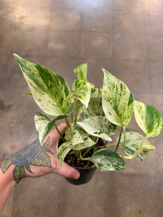 Pothos Marble Queen