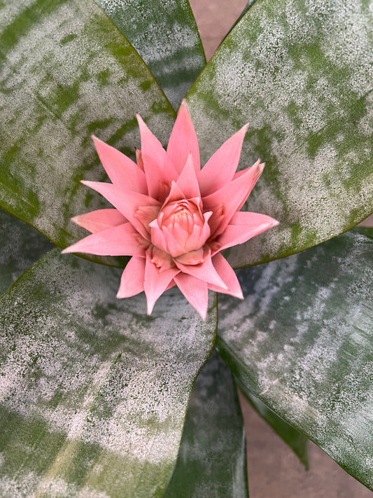 Bromélia Achméa